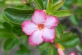 Closeup PinkÃ¢â¬ÂÃ¢â¬Â¹ flowers of Desert rose.